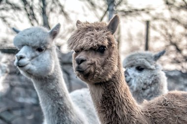 Alpaca doğada yürüyüş. Alpacas çim üzerinde otlatmak
