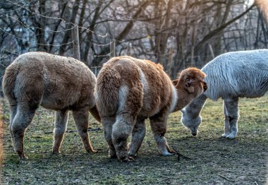 Alpaca doğada yürüyüş. Alpacas çim üzerinde otlatmak