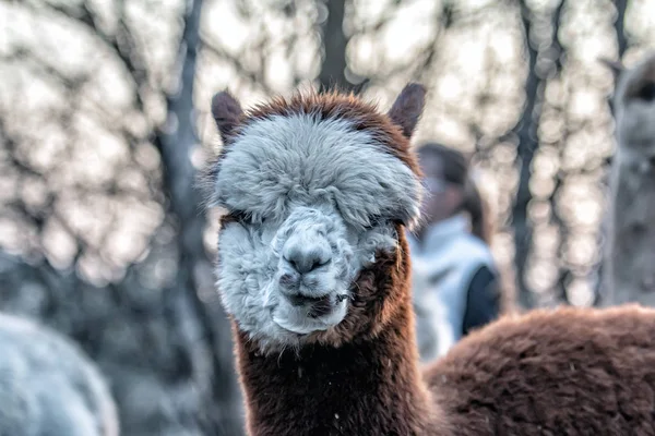 Alpaca Promenad Naturen Alpackor Betar Gräset — Stockfoto