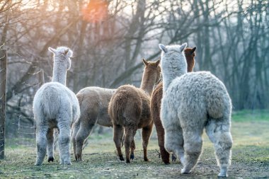 Alpaca doğada yürüyüş. Alpacas çim üzerinde otlatmak