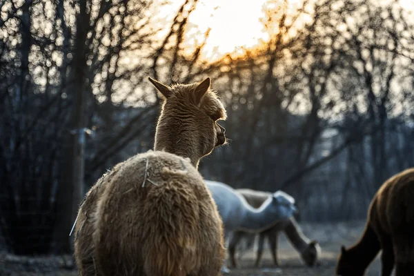Alpaca Promenad Naturen Alpackor Betar Gräset — Stockfoto