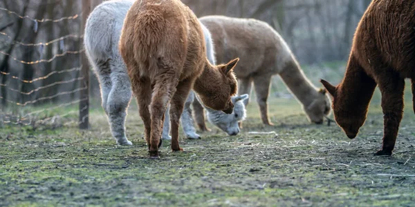 Chůze Přírodě Alpacas Trávě — Stock fotografie