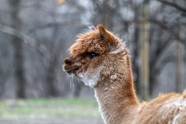 Alpaca doğada yürüyüş. Alpacas çim üzerinde otlatmak