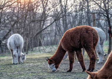 Alpaca doğada yürüyüş. Alpacas çim üzerinde otlatmak