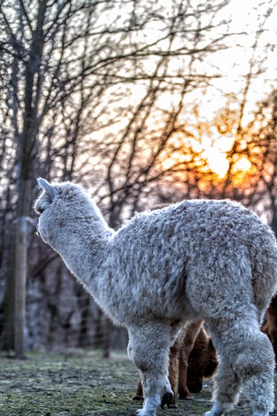 Alpaca Promenad Naturen Alpackor Betar Gräset — Stockfoto