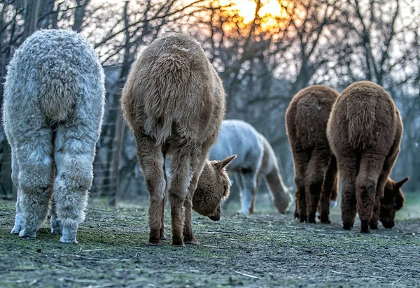 Alpaca Promenad Naturen Alpackor Betar Gräset — Stockfoto