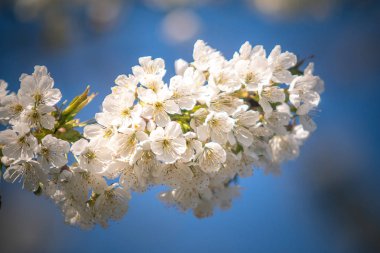 Baharda meyve bahçesindeki kiraz ağacının beyaz çiçekleri 