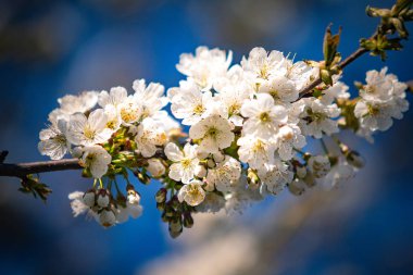Baharda meyve bahçesindeki kiraz ağacının beyaz çiçekleri 