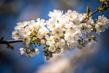 Baharda meyve bahçesindeki kiraz ağacının beyaz çiçekleri 