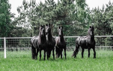 Galopujce stado klaczy Fryzyjskich.