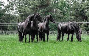 Galopujce stado klaczy Fryzyjskich.