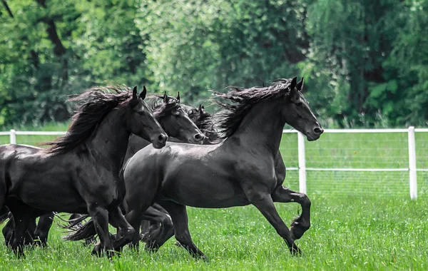 Galopujce Stado Klaczy Fryzyjskich — Stock Photo, Image