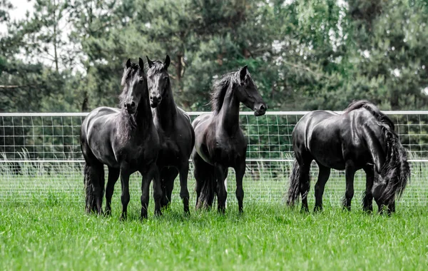 Galopujce Även Klaczy Fryzyjskich — Stockfoto