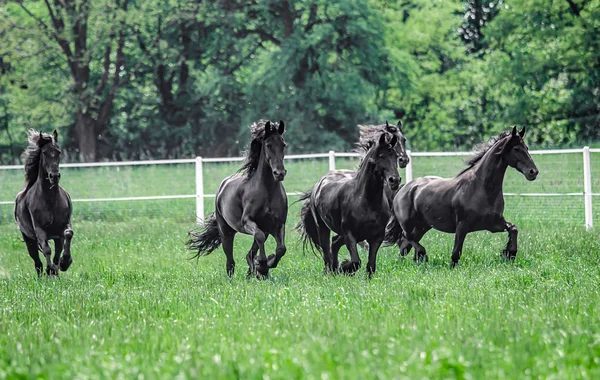 Galopujce Även Klaczy Fryzyjskich — Stockfoto