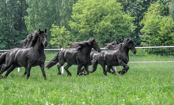 Galopujce Stado Klaczy Fryzyjskich — Stock Photo, Image