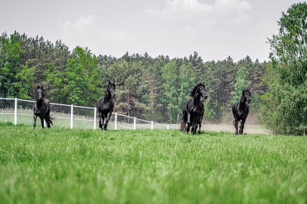Galopujce stado fryzyjskich
.