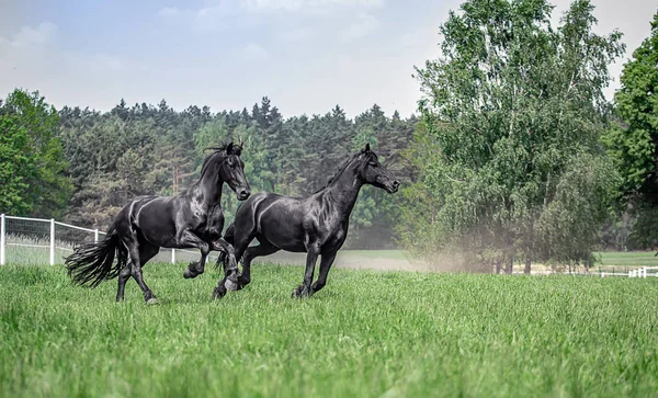 Galopujce Även Klaczy Fryzyjskich — Stockfoto