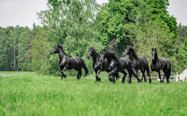 Galopujce Även Klaczy Fryzyjskich — Stockfoto