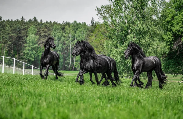 Galopujce Även Klaczy Fryzyjskich — Stockfoto