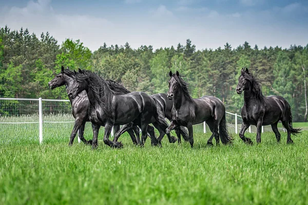 Galopujce Även Klaczy Fryzyjskich — Stockfoto