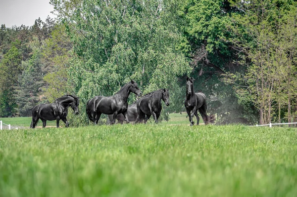 Galopujce Även Klaczy Fryzyjskich — Stockfoto