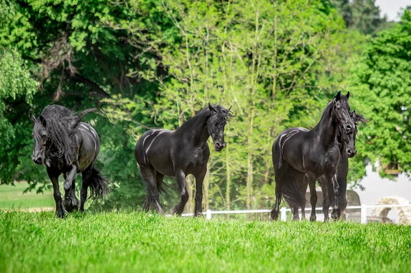 Galopujce Även Klaczy Fryzyjskich — Stockfoto