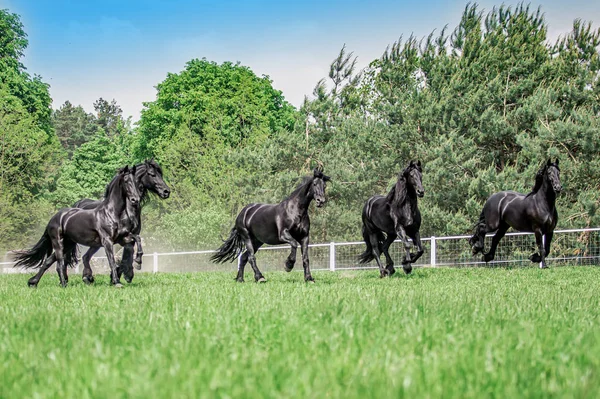 Galopujce Även Klaczy Fryzyjskich — Stockfoto