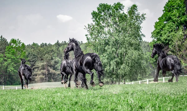 Galopujce Även Klaczy Fryzyjskich — Stockfoto