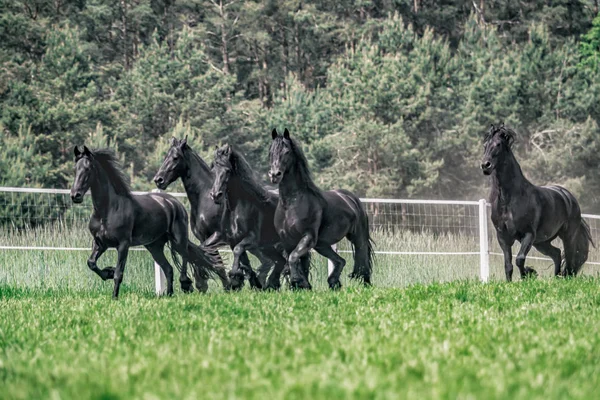 Galopujce Även Klaczy Fryzyjskich — Stockfoto