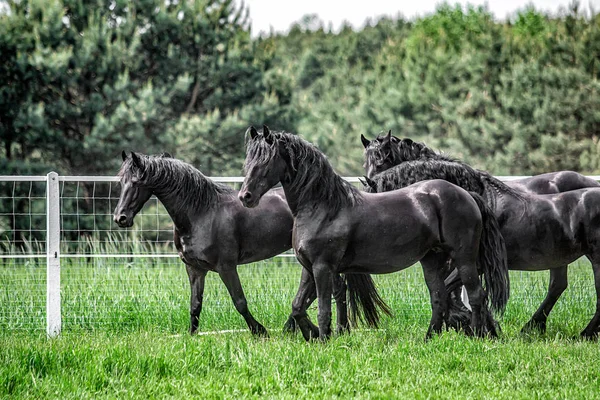 Galopujce Även Klaczy Fryzyjskich — Stockfoto