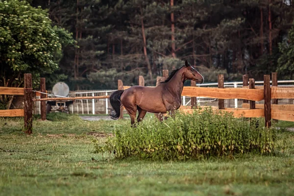Galopperend Paard Bij Zonsopgang Een Weide Een Zomerse Ochtend — Stockfoto