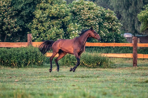 Caballo Galopante Amanecer Prado Una Mañana Verano — Foto de Stock