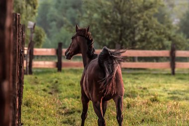 Bir yaz sabahı bir çayırda gün doğumunda dörtnala koşan at