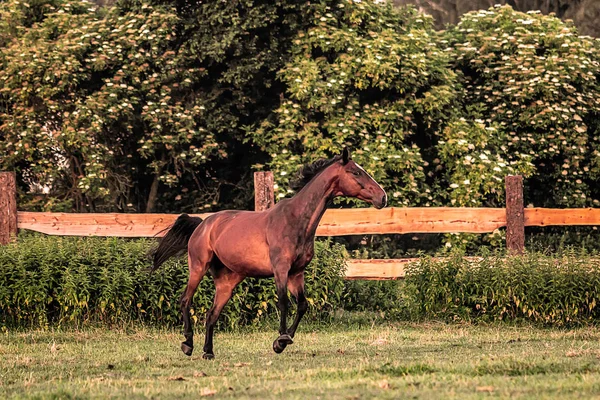 Cavallo Galoppo All Alba Prato Una Mattina Estate — Foto Stock