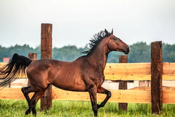 Galloping Horse Sunrise Meadow Summer Morning — Stock Photo, Image