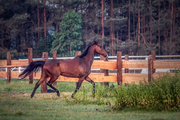 Caballo Galopante Amanecer Prado Una Mañana Verano — Foto de Stock