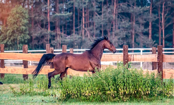 Laukkaava Hevonen Auringonnousun Aikaan Niityllä Kesäaamuna — kuvapankkivalokuva