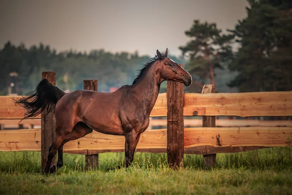 Caballo Galopante Amanecer Prado Una Mañana Verano — Foto de Stock