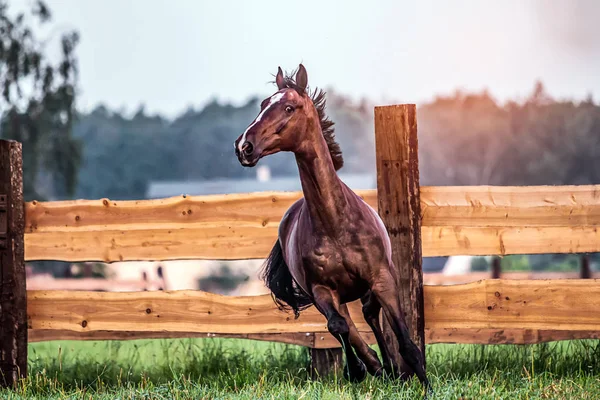 Galloping Horse Sunrise Meadow Summer Morning — Stock Photo, Image