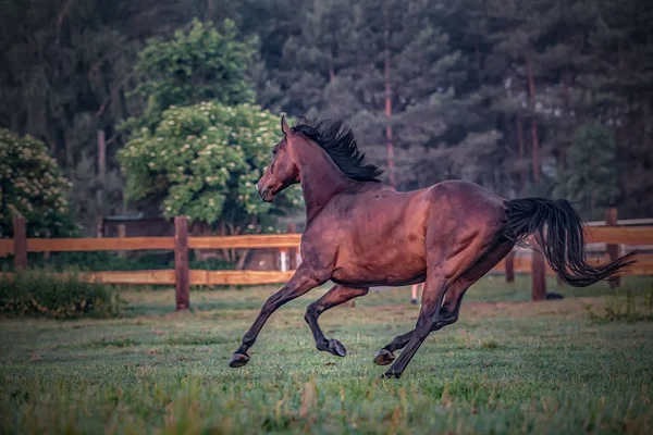 Galloping Horse Sunrise Meadow Summer Morning — Stock Photo, Image