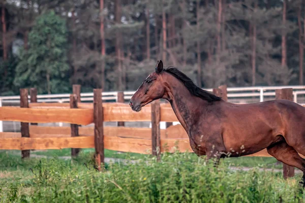 Galopujący Koń Wschodzie Słońca Łące Letni Poranek — Zdjęcie stockowe