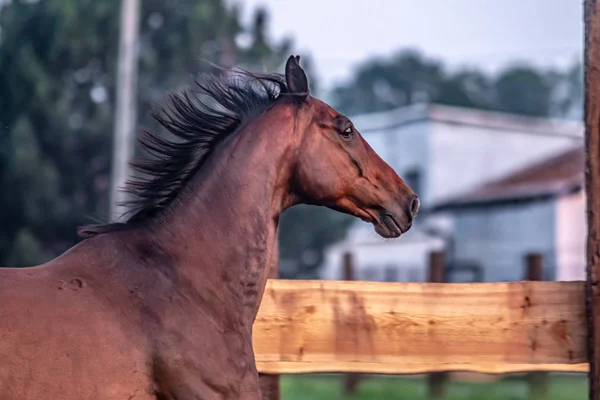 Galloping Horse Sunrise Meadow Summer Morning — Stock Photo, Image