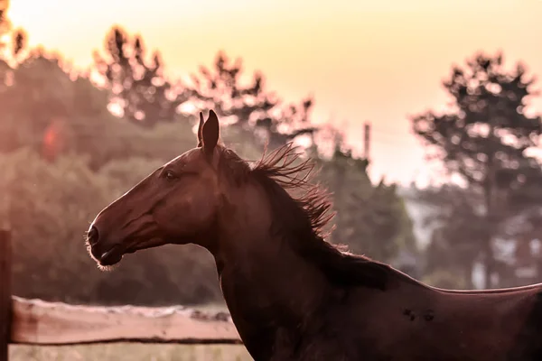 Galloping Horse Sunrise Meadow Summer Morning — Stock Photo, Image