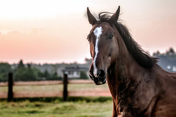 夏の朝の草原で日の出に馬をギャロップ — ストック写真