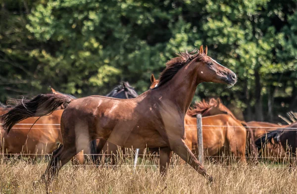 Hermoso Semental Movimiento Prado — Foto de Stock