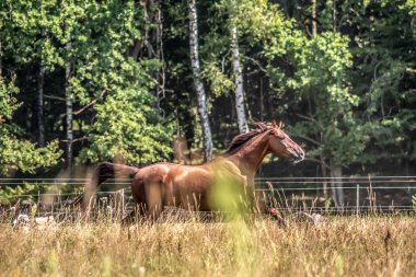 Çayırda hareket eden güzel aygır