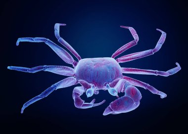 Deniz yengeç renkli 3D render, mavi arka plan