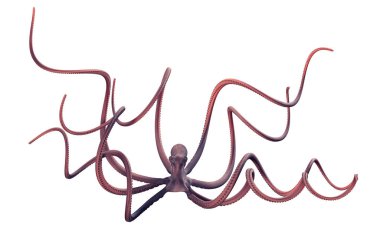 Bir kafadanbacaklı 3d render 