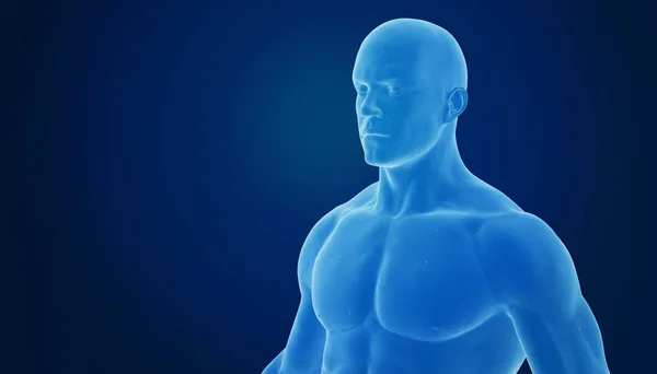 3d rendering of human body