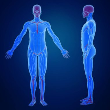 Kas yapısı ile insan vücudunun 3d render 